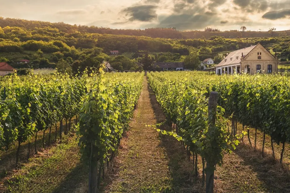 The Bountiful Benefits of Investing in Farm Lands Around Hyderabad - Cozy Farms