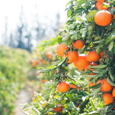 Orange-fruit1